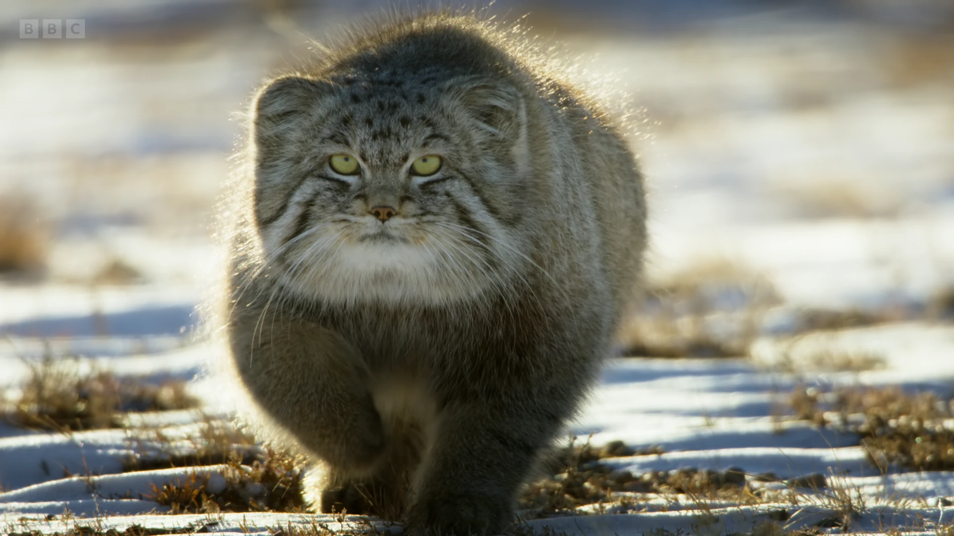 Pallas's cat (Otocolobus manul manul) as shown in Frozen Planet II - Frozen Worlds